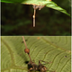 Hormigas infectadas con O. unilateralis en etapa tardía. (Imagen: David Hughes / PLOS ONE)